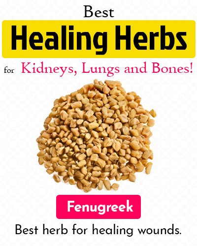 Fenugreek Healing Herb