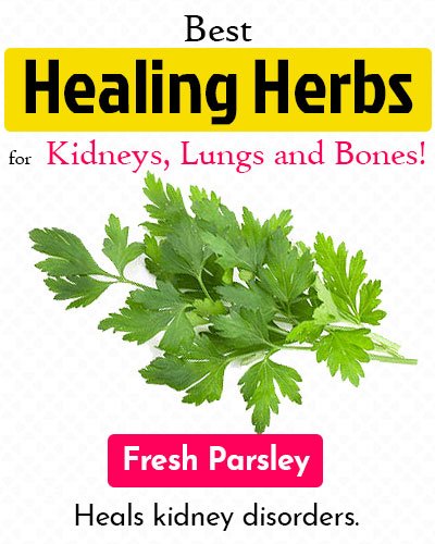 Fresh Parsley Healing Herb