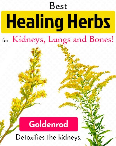 Goldenrod Healing Herb