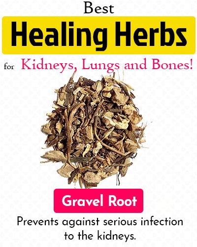 Gravel Root Healing Herb