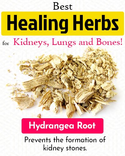 Hydrangea Root Healing Herb