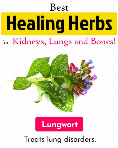 Lungwort Healing Herb