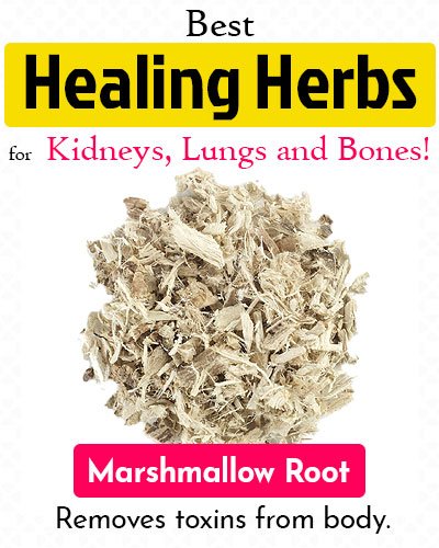Marshmallow Root Healing Herb