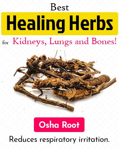 Osha Root