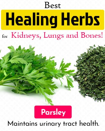 Parsley Healing Herb