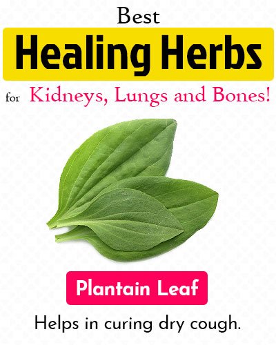 Plantain Leaf Healing Herb