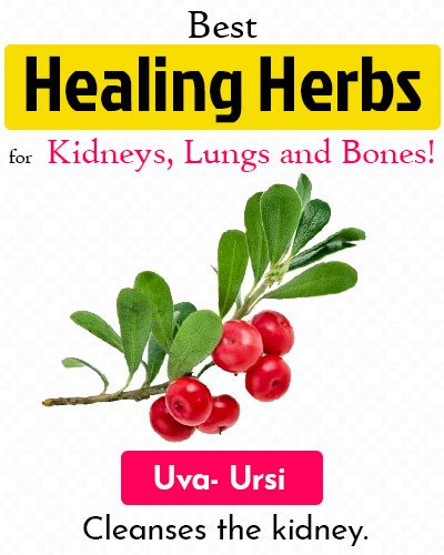 Uva Ursi Healing Herb