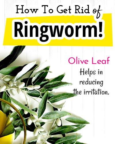 Olive Leaf for Ringworm