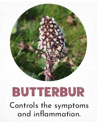 Butterbur for Allergy