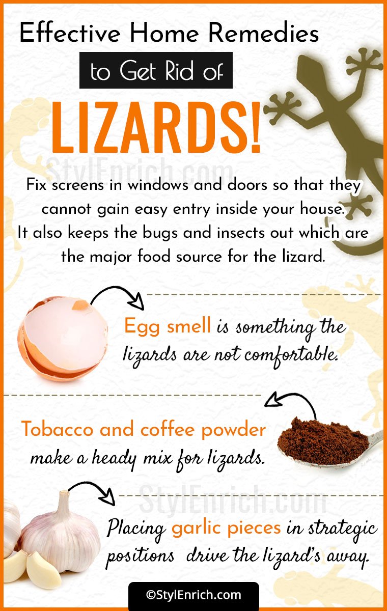 How To Get Rid Of Lizards In Easy & Simple Harmless Ways?