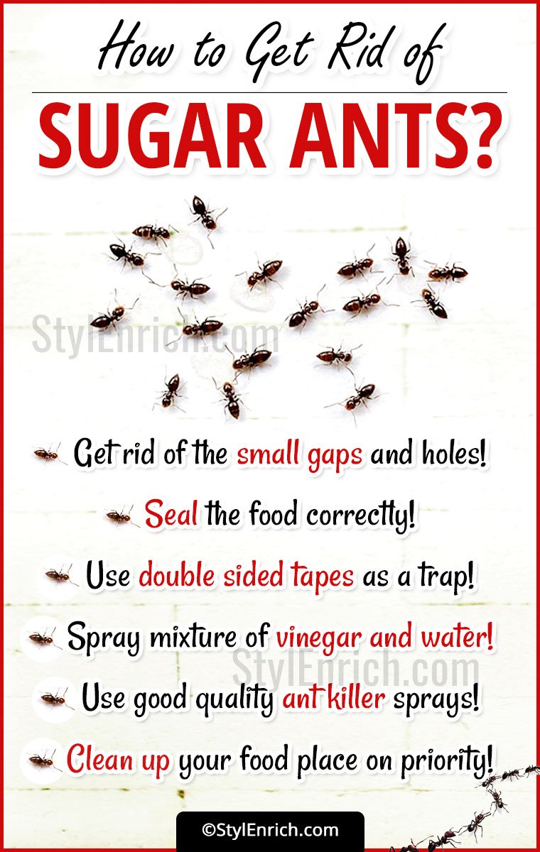 How To Get Rid Of Sugar Ants?