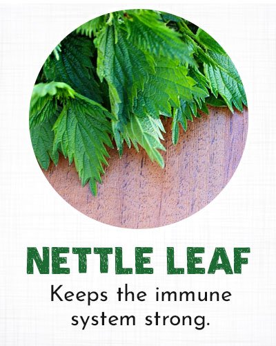 Nettle Leaf for Allergy
