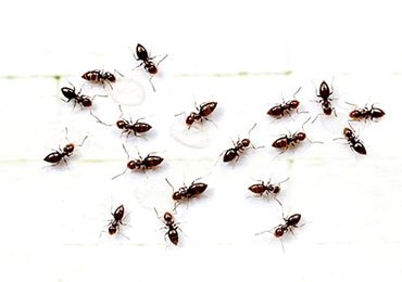 How To Get Rid Of Sugar Ants?