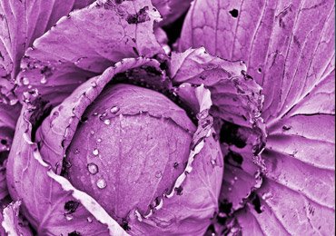 Benefits of Eating Red Cabbage