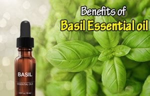 Basil Essential Oil Benefits