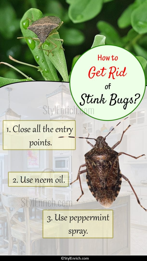 How To Get Rid Of Stink Bugs? – Let's Get An Idea!