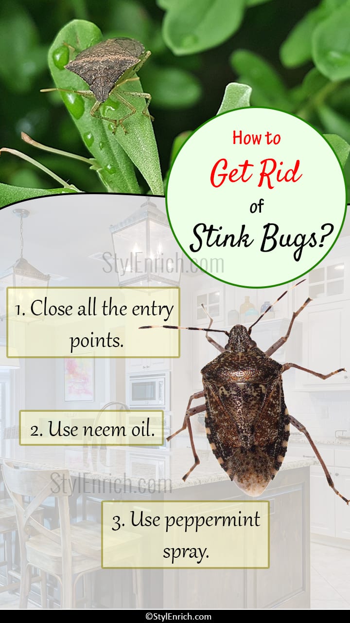 How to get rid of stink bugs