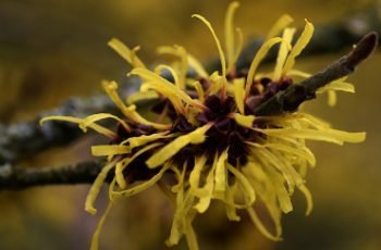 Witch Hazel Uses