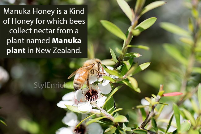 How Manuka Honey is Made by Bees in New Zealand