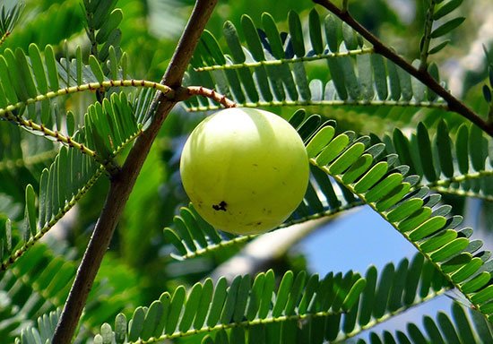 Alma or Indian Gooseberry is Effective to treat Frequent Urination