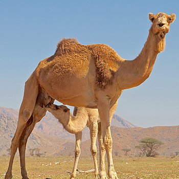 Health Benefits of Drinking Camel Milk