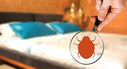 What Do Bedbugs Bites Look Like and What are the Symptoms of Bedbug Bites?